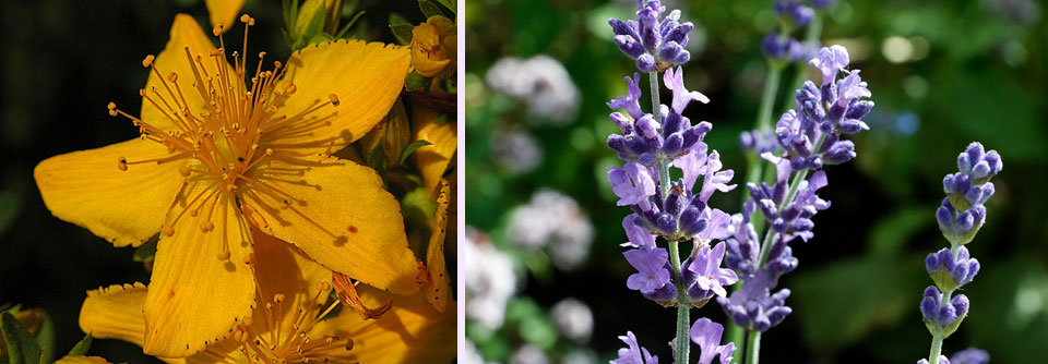 Auf pflanzlicher Seite bieten sich Johanniskraut (links) und Lavendel (rechts) zur Behandlung von Depressionen an.