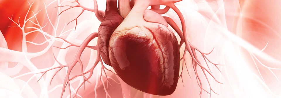 Wie lässt sich das Herz bei Typ-1-Diabetes besser schützen? 