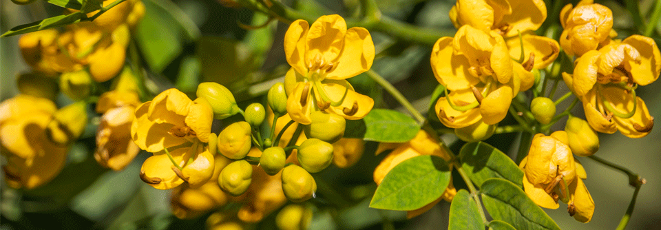 Blätter und Früchte der Senna-Pflanze helfen gegen Verstopfung – die Präparate sind rezeptfrei erhältlich.
