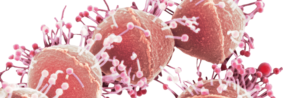 Diese Bakteriophagen (rosa) attackieren Streptococcus pyogenes.