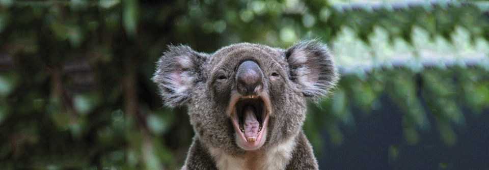 Dass sich Koalas keine Atemwegserkrankungen einfangen, ist ein Gerücht. Die Beuteltiere holen sich gelegentlich eine Lungenentzündung, allerdings bakteriellen Ursprungs.