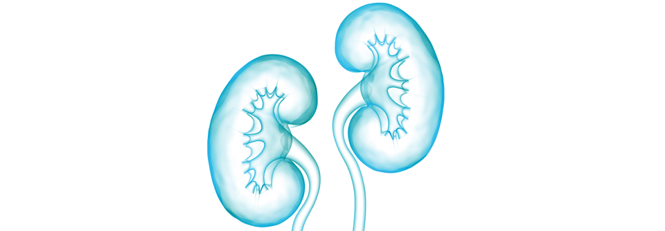 Rezeptoren in den Nieren bestimmen, wieviel Natrium ausgeschieden wird.