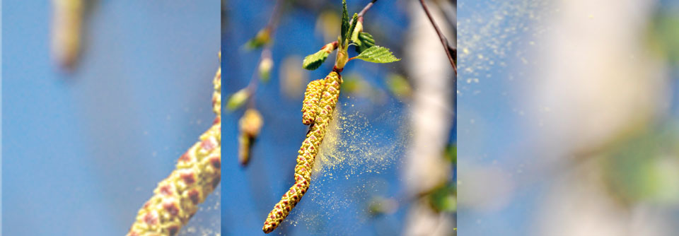 Starker Pollenflug kann auch das Sozialleben beeinflussen.