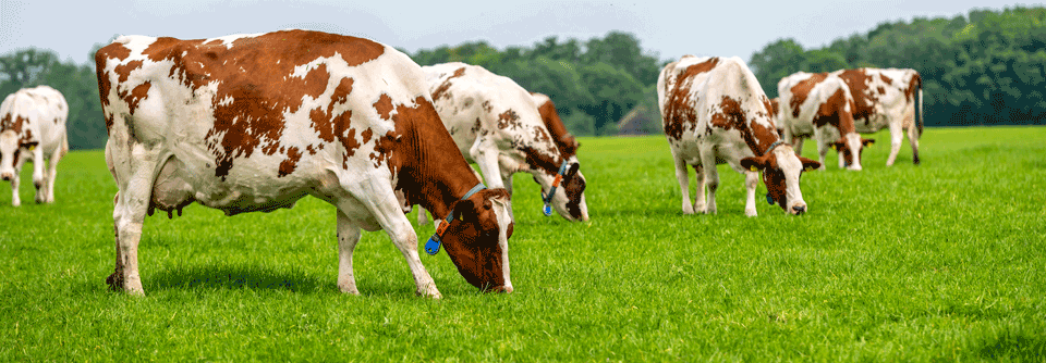 Die Patientin berichtete, dass sie in ihrer Jugend auf einem Bauernhof oft nicht pasteurisierte Milch getrunken hatte. 