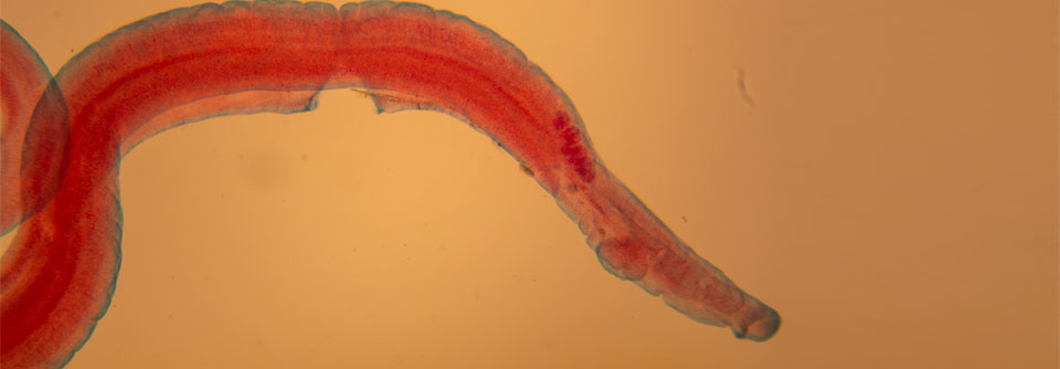 Schistosomiasis-Risikogebiete gibt es auch in Europa.