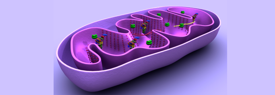 Der Nachweis einer direkten Verbindung zwischen Mitochondrien, Darmepithel und Mikrobiom könnte den Weg zu neuen Therapien weisen.