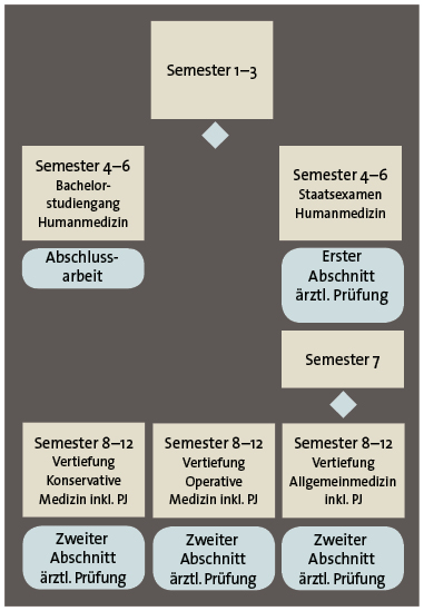 Abb.: So könnte ein reformiertes Medizinstudium gegliedert sein