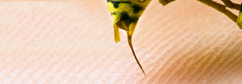 Insektenstich: Kollegen brechen Lanze fürs Notfallset und die spezifische Immuntherapie