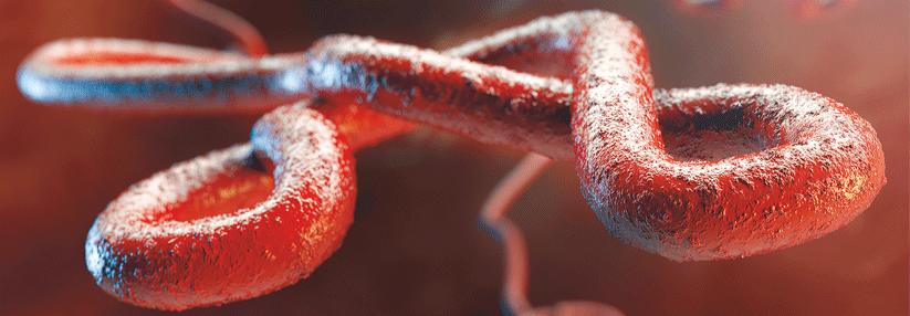 Das Ebola-Virus gehört zur Familie der Filoviridae. Die Erreger können sich in fast jeder Zelle des Wirtes vermehren.