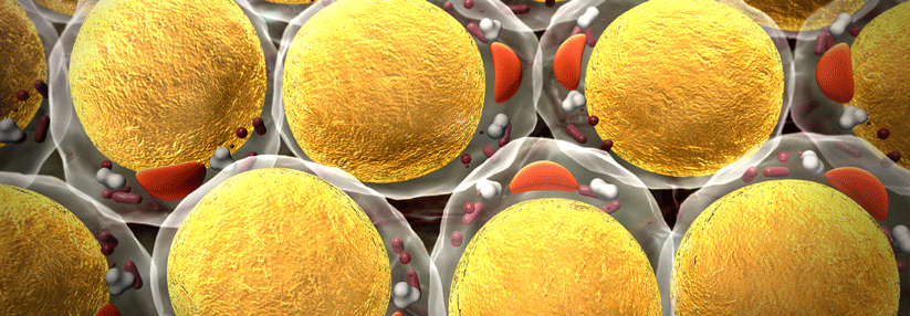 Fast der gesamte Zellkörper von Adipozyten besteht aus einem gro­ßen Fetttropfen.