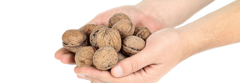 Das Ergebnis der Beobachtungsstudie: Baum-Nüsse zeigen einen positiven Einfluss, Erdnüsse aber nicht.