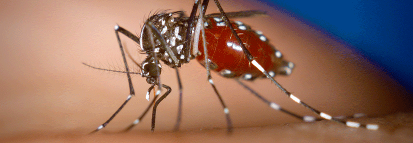 Zum Glück gibt es hierzulande noch nicht so viele Tigermücken. Die Temperaturen wären nämlich ideal für den Chikungunya-Virus.