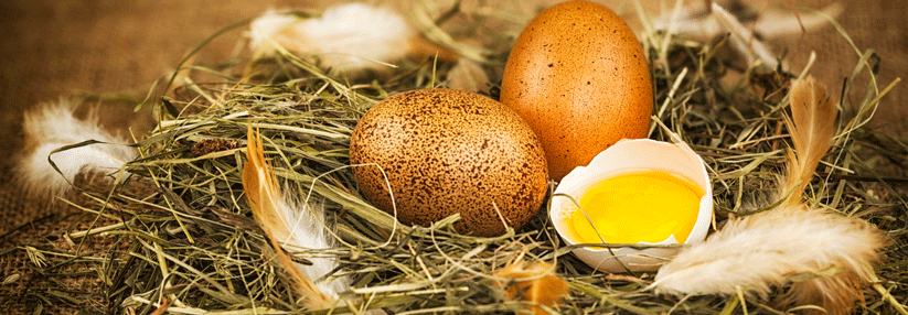 Es fanden sich Antikörper gegen Gesamt-Ei, Hühnereiweiß und Vogelfedern.