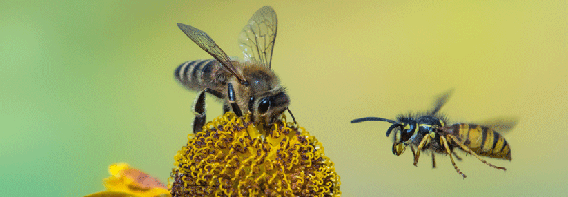 Stammt der Stich von einer Biene oder einer Wespe – vertrauen Sie nicht sofort der Aussage Ihres Patienten.