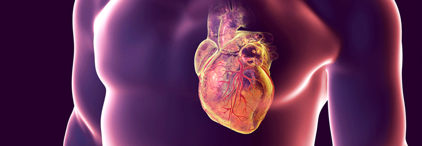 Je jünger der Mensch, desto mehr neue Kardiomyozyten entstehen.