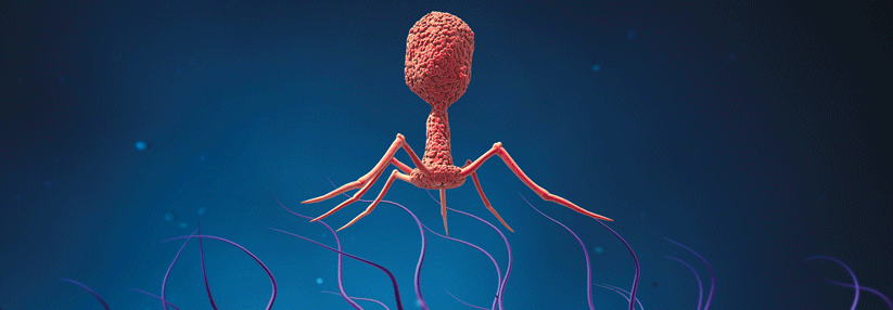 Phagen sind auf Bakterien spezialisierte Viren, die sich im Inneren des Wirts vermehren. Die Freisetzung erfolgt per Zelllyse.
