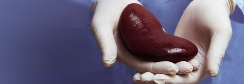 Neben der Lebertransplantation kann auch die Niere ersetzt werden, um den Krankheitsverlauf zu stoppen.