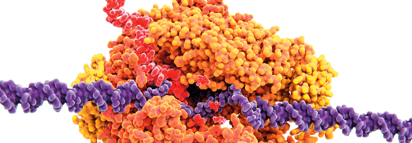 Das Produkt der Transkription, die mRNA (rot), verrät, ob Viren oder Bakterien am Werk sind.