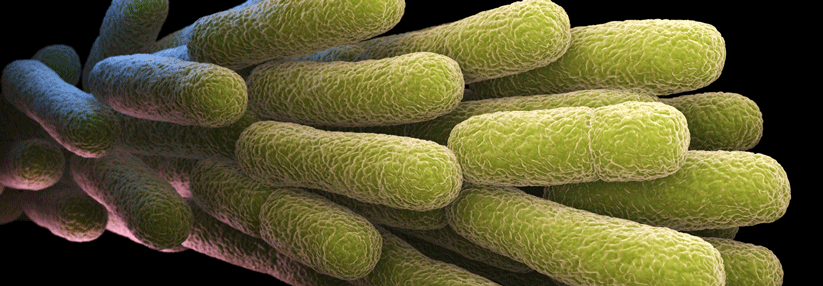 Ein Pontiac-Fieber ist der benigne Verlauf einer Legionella pneumophila-Infektion.