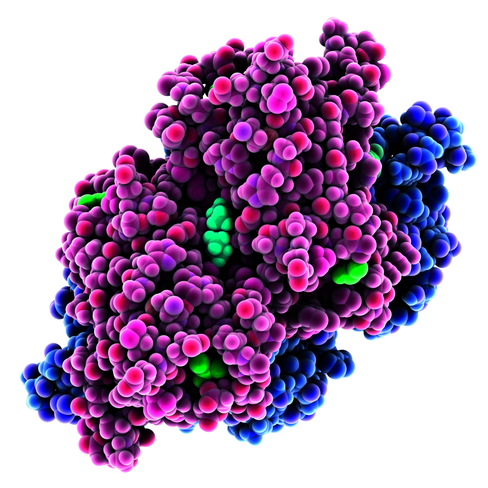 Modell eines Transthyretinmoleküls (rosa und blau) im Komplex mit Pterostilben und Dimethylsulfoxid