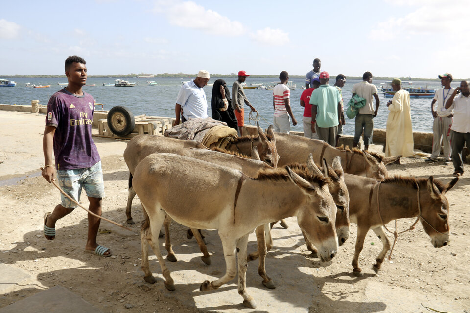 Abb. 1: Eine Gruppe Esel an der Uferpromenade von Lamu. Die Tiere sind auf der Insel ein wichtiges Transportmittel.