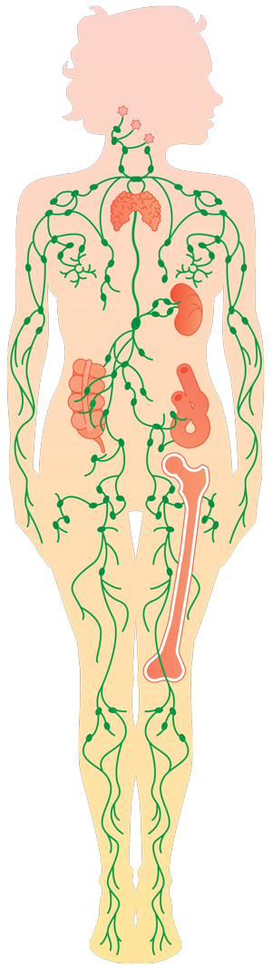 Das lymphatische System.