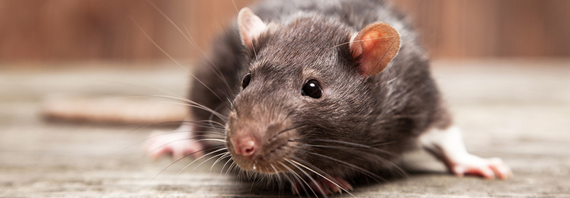 Trotz einer geringen genetischen Verwandtschaft, wurde Hepatitis E von Ratten auf Menschen übertragen.